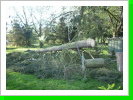 Baum zerlegen 2011 Baum zerlegen 2011
